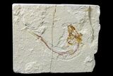 Cretaceous Fossil Fish (Gaudryella) - Lebanon #162832-1